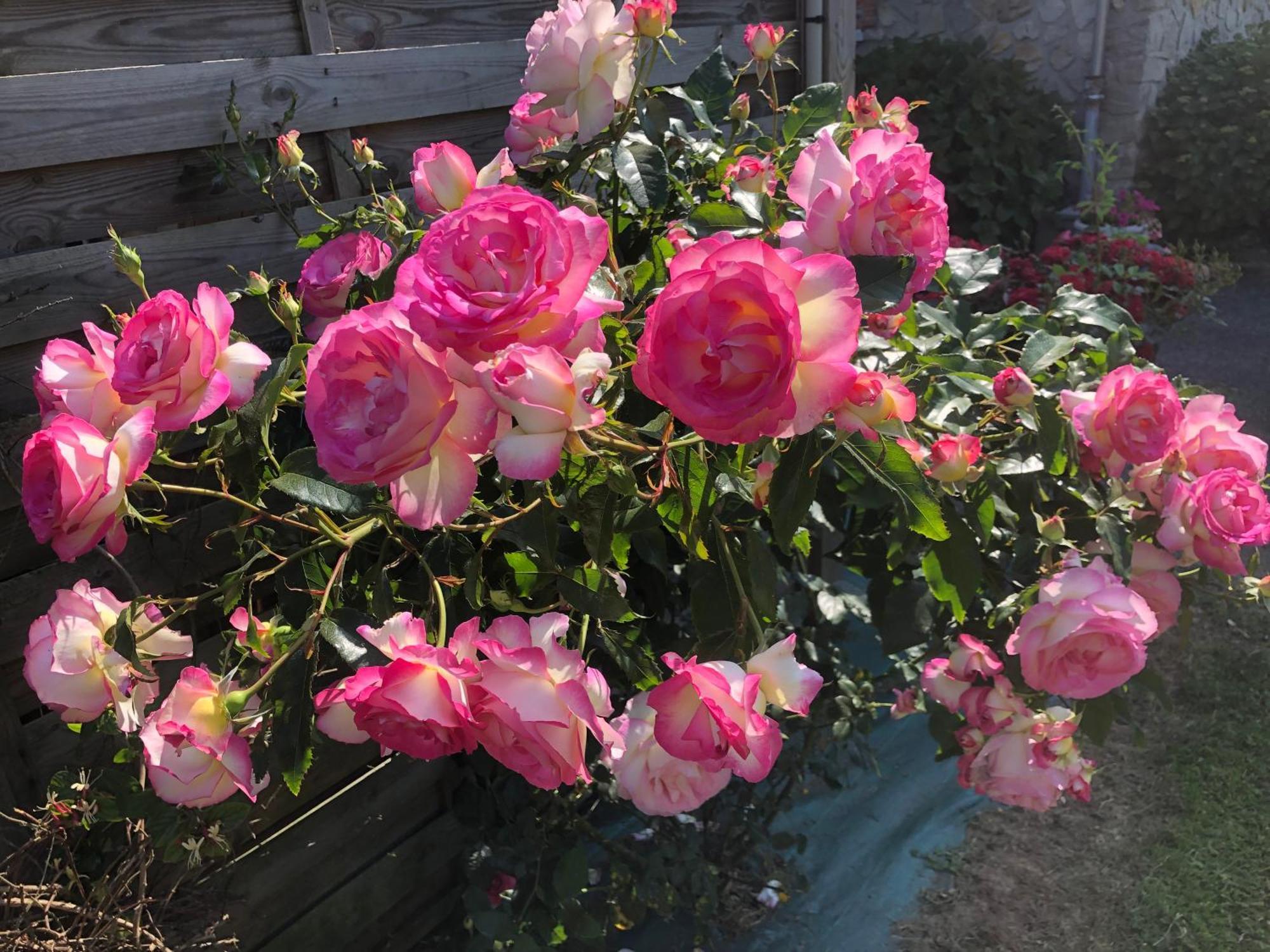Les Hortensias Grand-Fougeray Ngoại thất bức ảnh